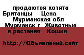 продаются котята Британцы  › Цена ­ 5 500 - Мурманская обл., Мурманск г. Животные и растения » Кошки   